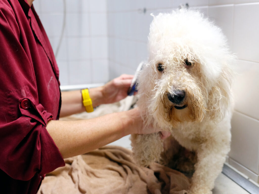 toelettatura per cani e gatti