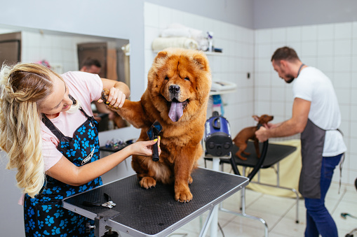 toelettatura animali domestici a Milano