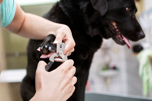 taglio unghie cani a Milano